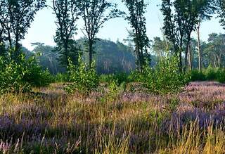 Wandelroute van A.S.Adventure en Natuurpunt in het Heidebos