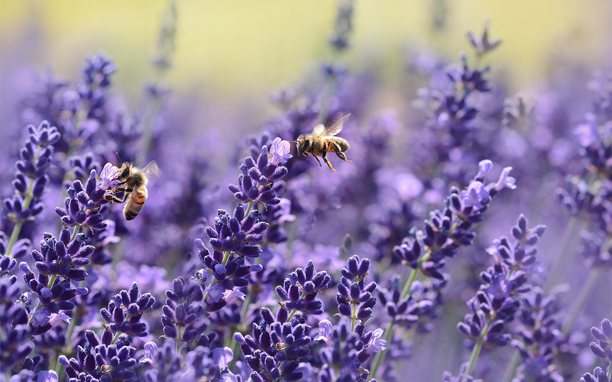 Bijen en biodiversiteit in de tuin van A.S.Adventure