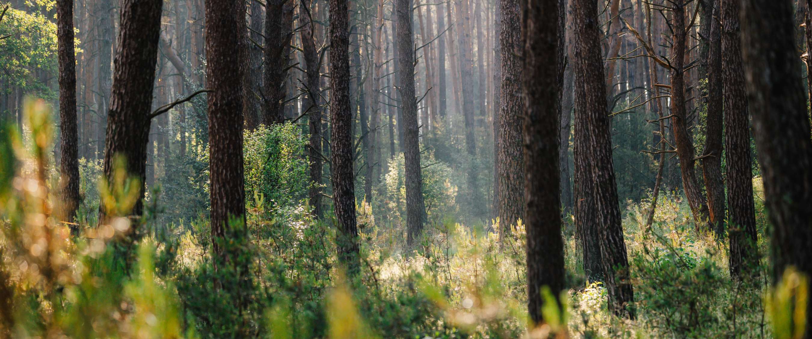 Nationaal Park Bosland