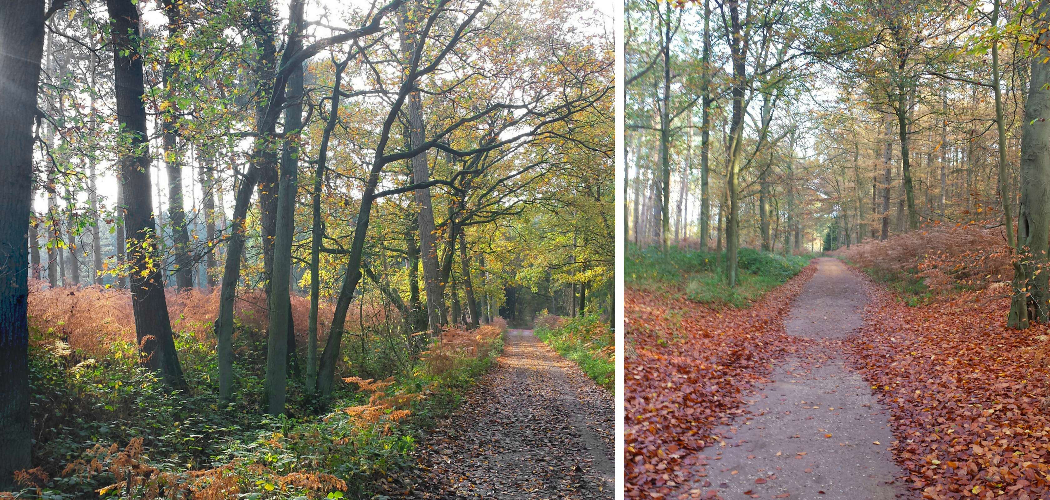 Het Heidebos in Oost-Vlaanderen voor een leuke date