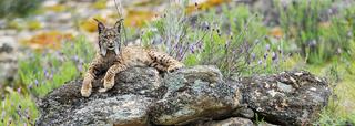 Iberian Lynx