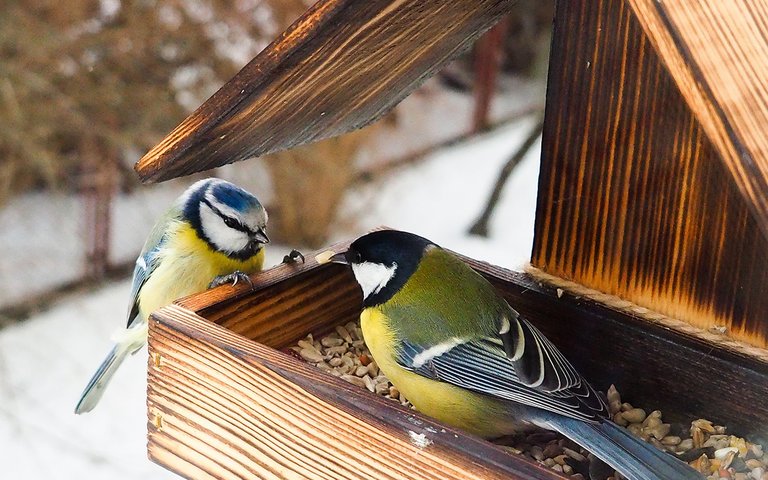 Tip: ga eens langs bij de dierenwinkel voor gedroogde insecten en meng die met zaadjes en nootjes. De meesjes zullen je dankbaar zijn!