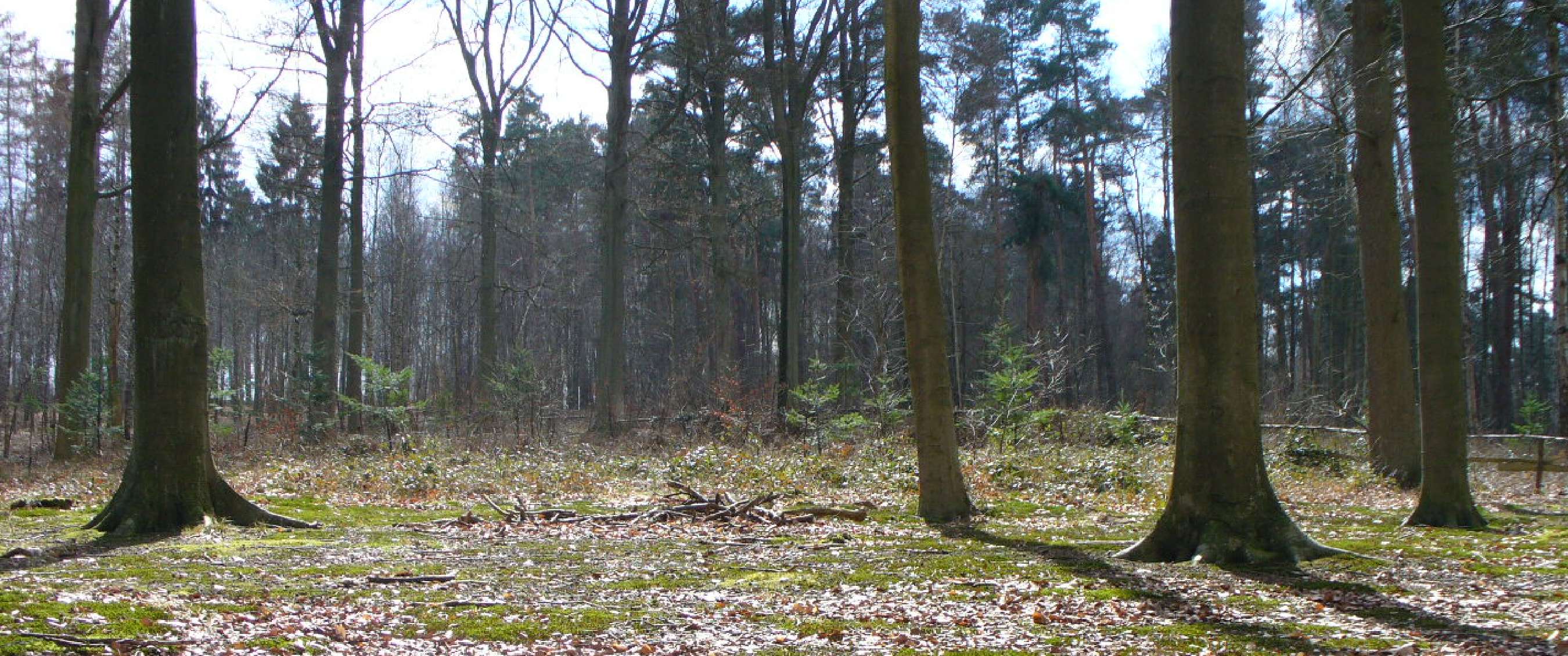 Bois de Lauzelle