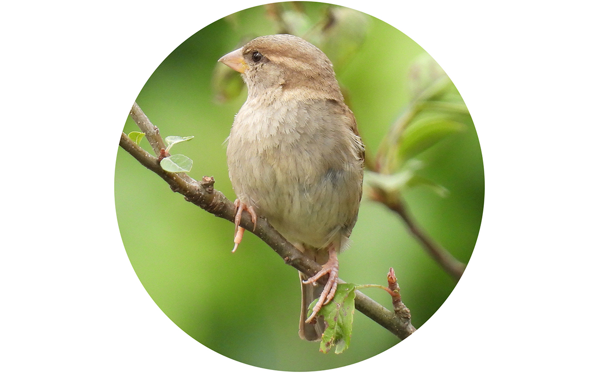 Le moineau domestique