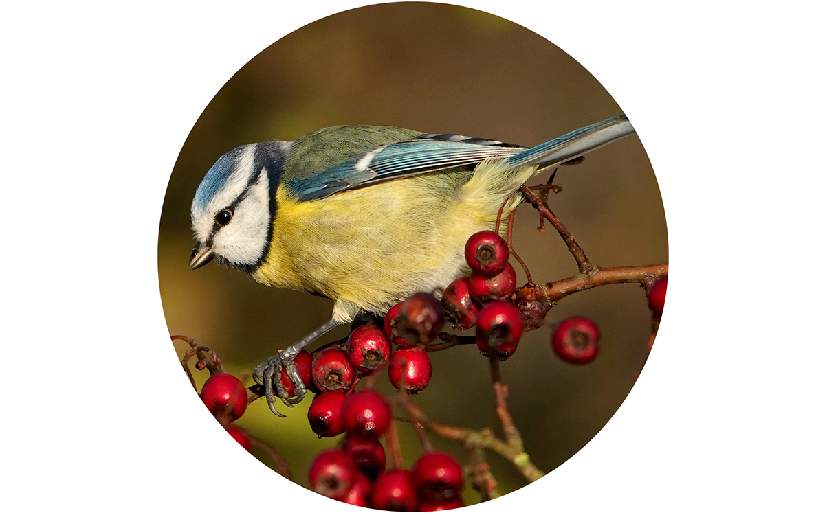 La mésange bleue 