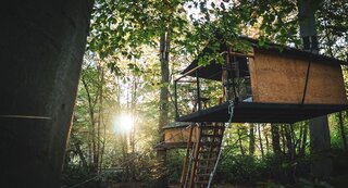 Boomhut van Boomkamp om te overnachten in een mooi bos in België