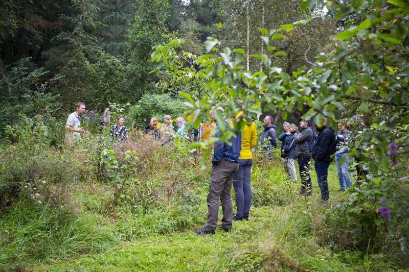 Wildplukken: wat is het? En welke planten zijn eetbaar?