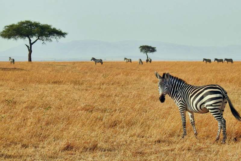 Safari au Kenya avec les enfants