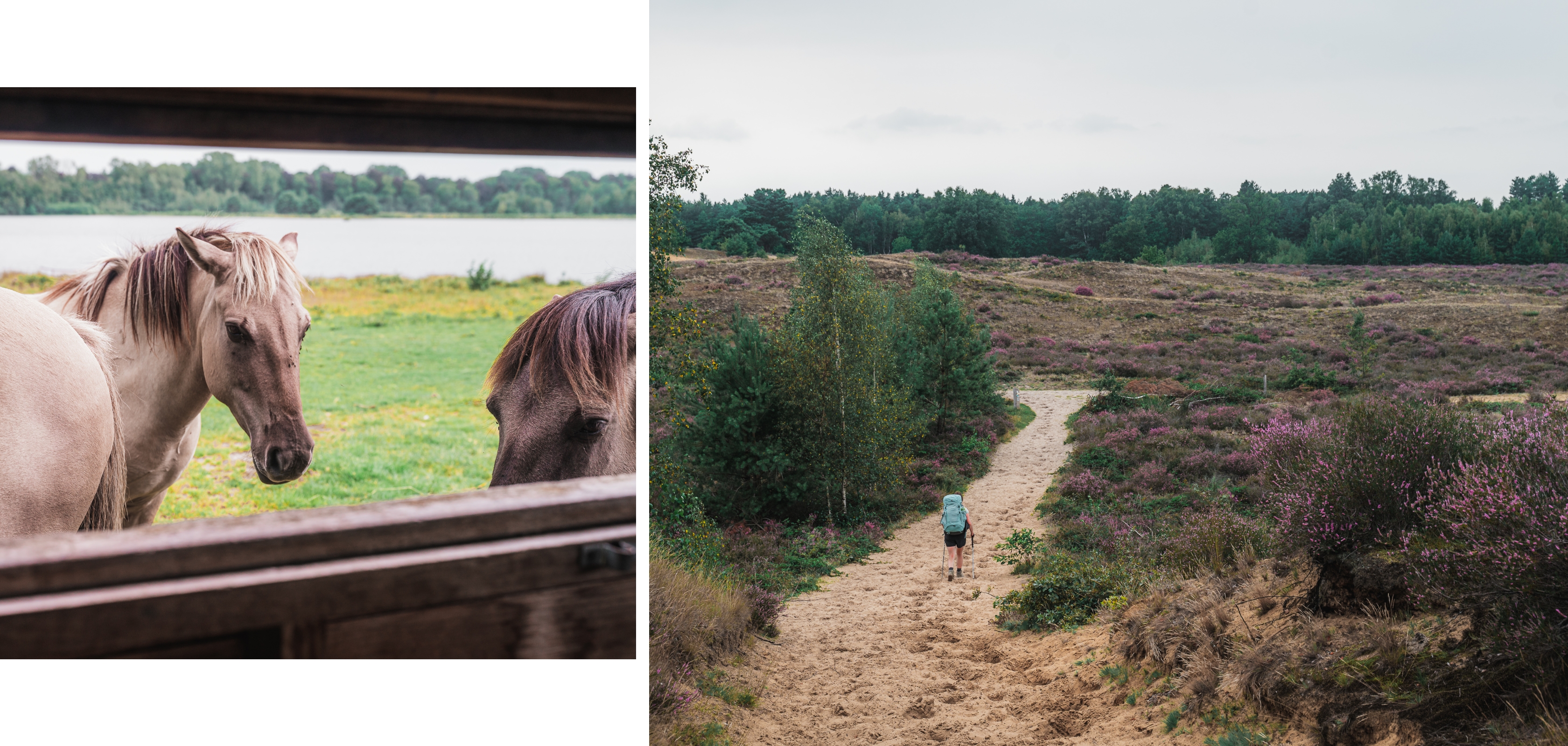 National Park Trail de la Haute Campine