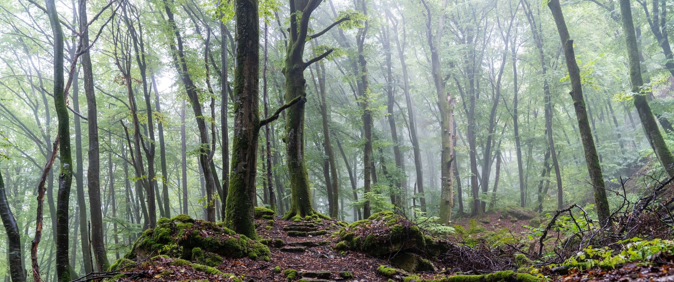 Mooi landschap op de Mullerthal trail in Luxemburg