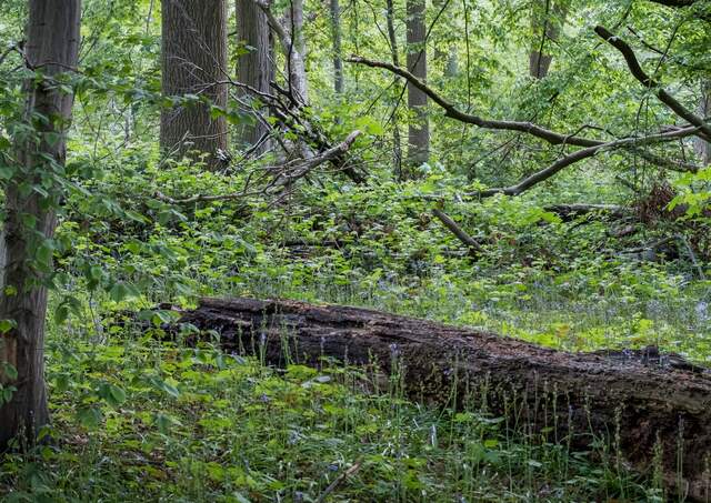 Wandelroute van A.S.Adventure en Natuurpunt in bos t’Ename