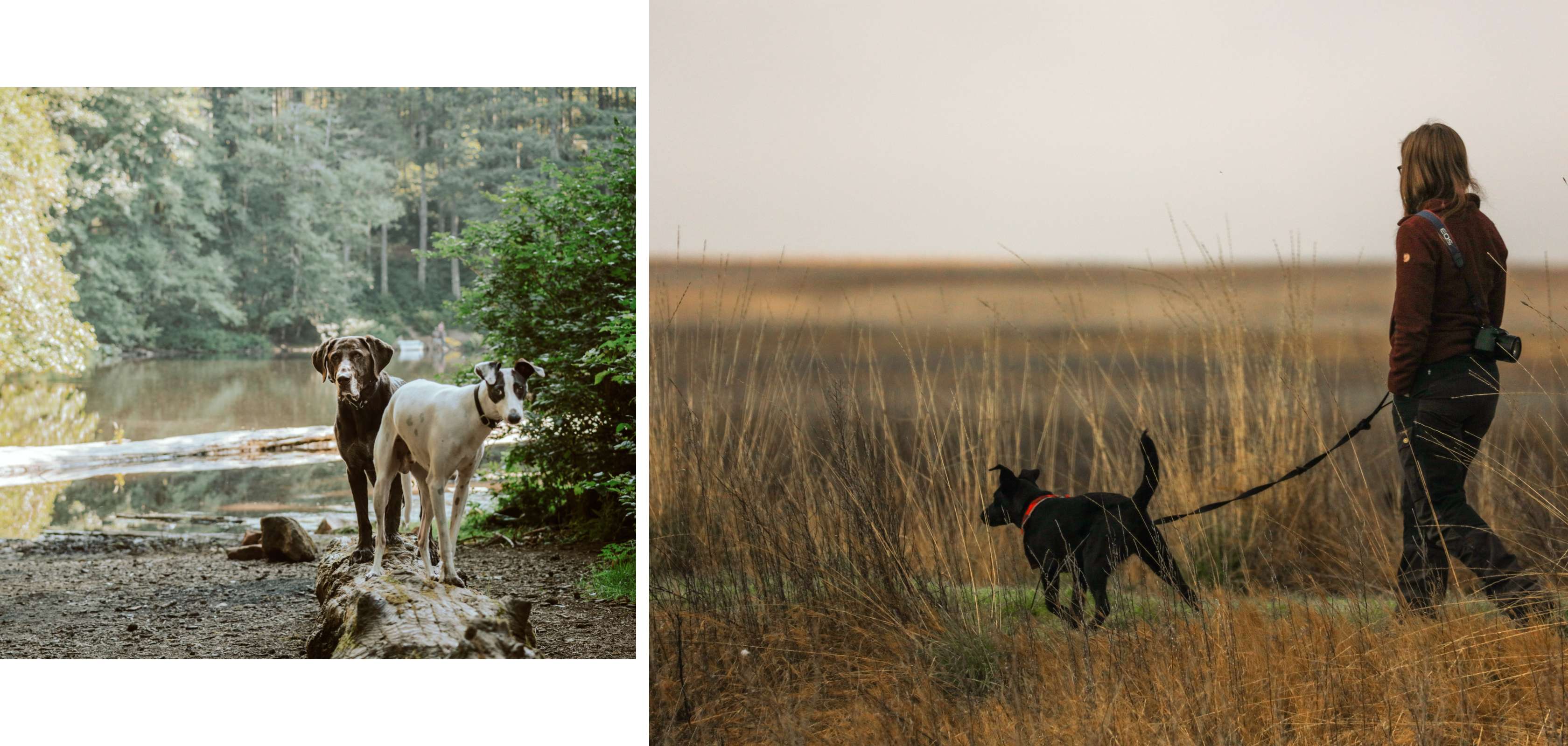 Wandelingen met je hond