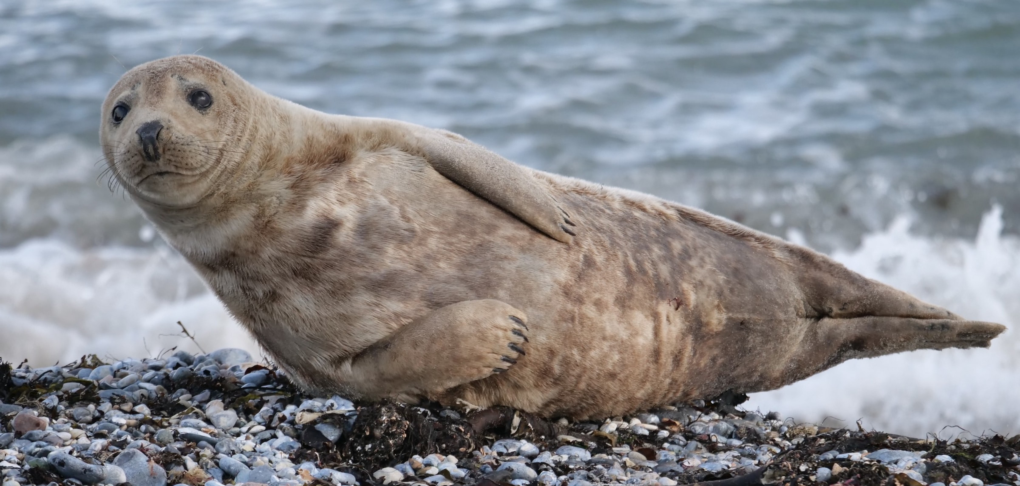 Zeehond spotten tijdens een wandeling aan de kust