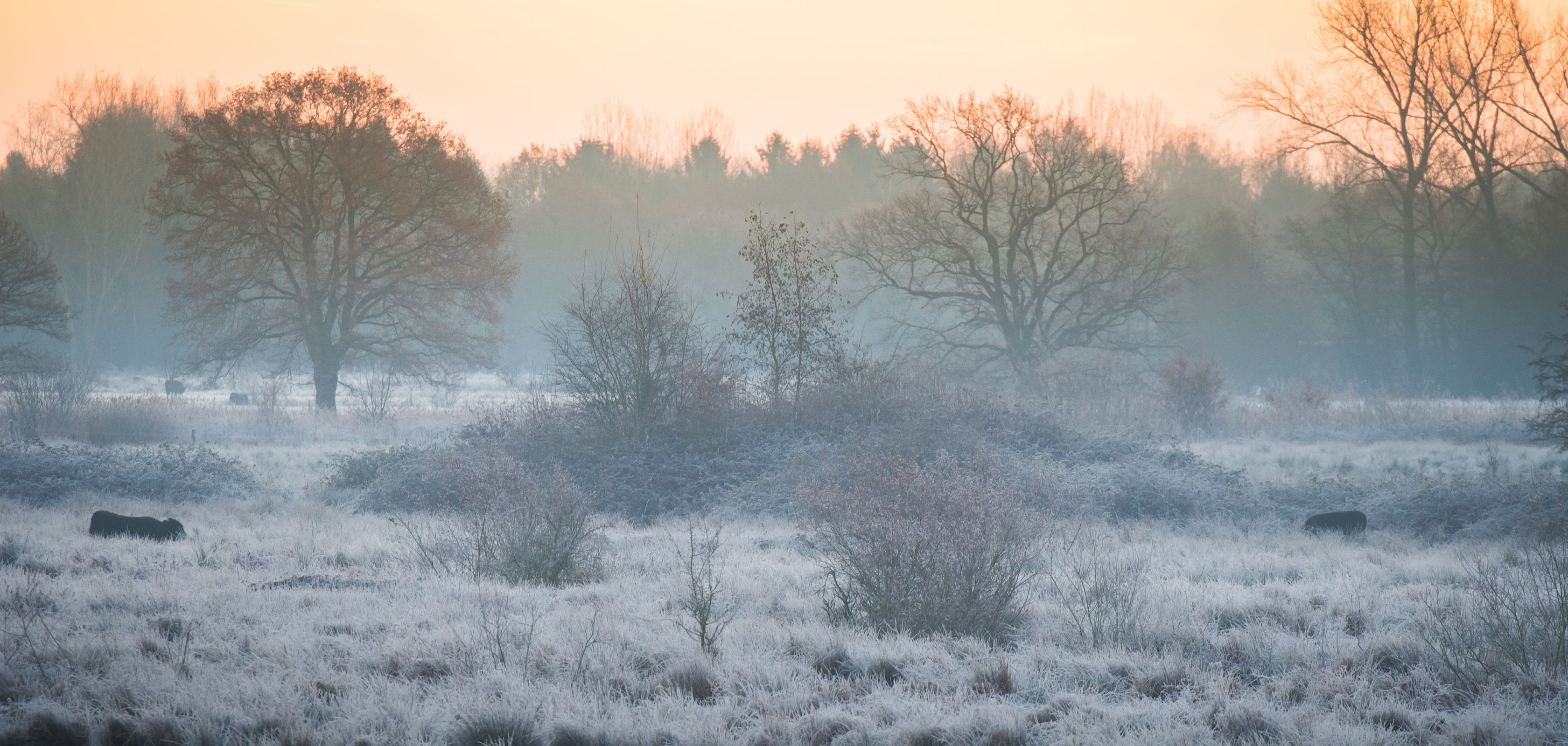 het Mechels Broek in de sneeuw voor een mooie winterwandeling