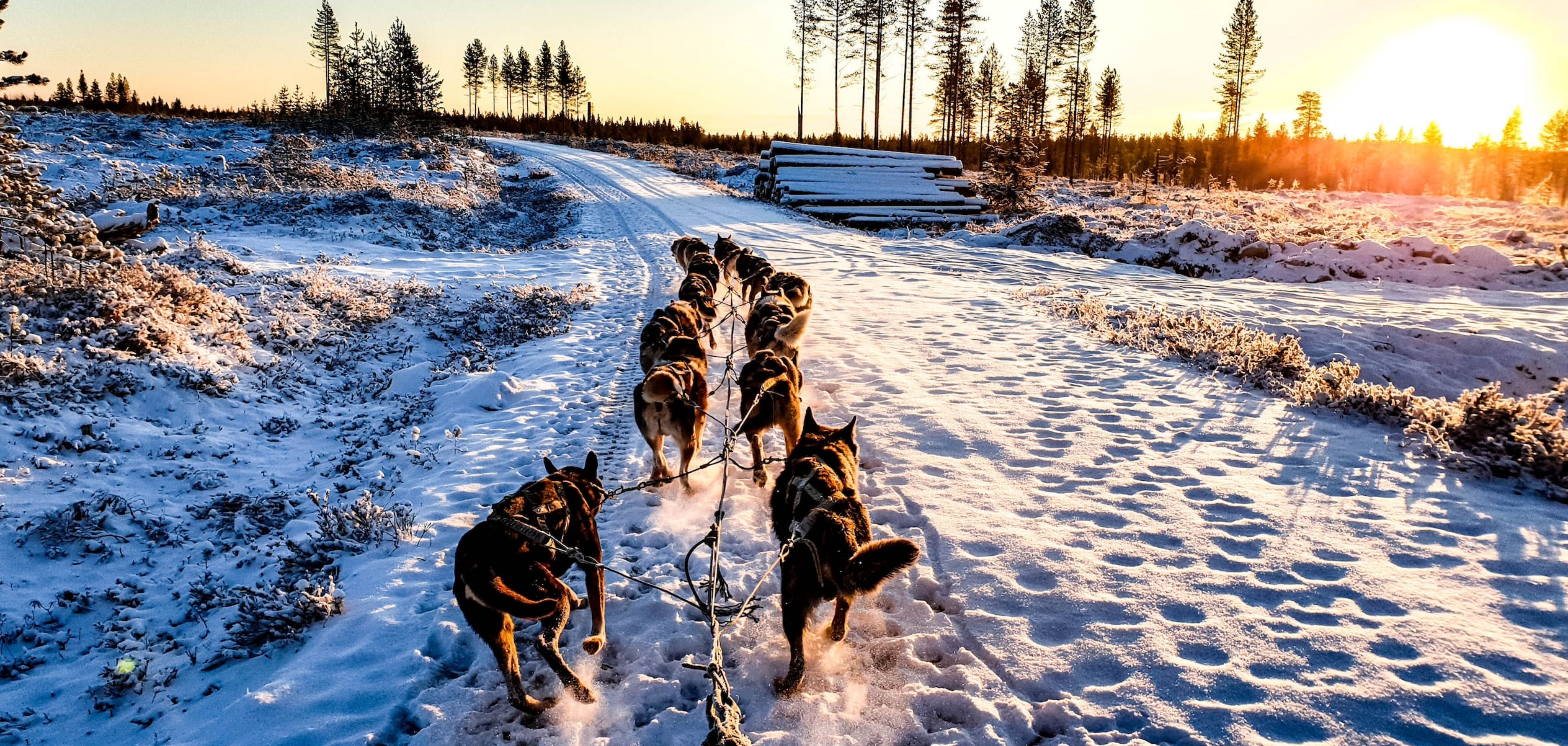 Sledehondenrennen op wintersportvakantie