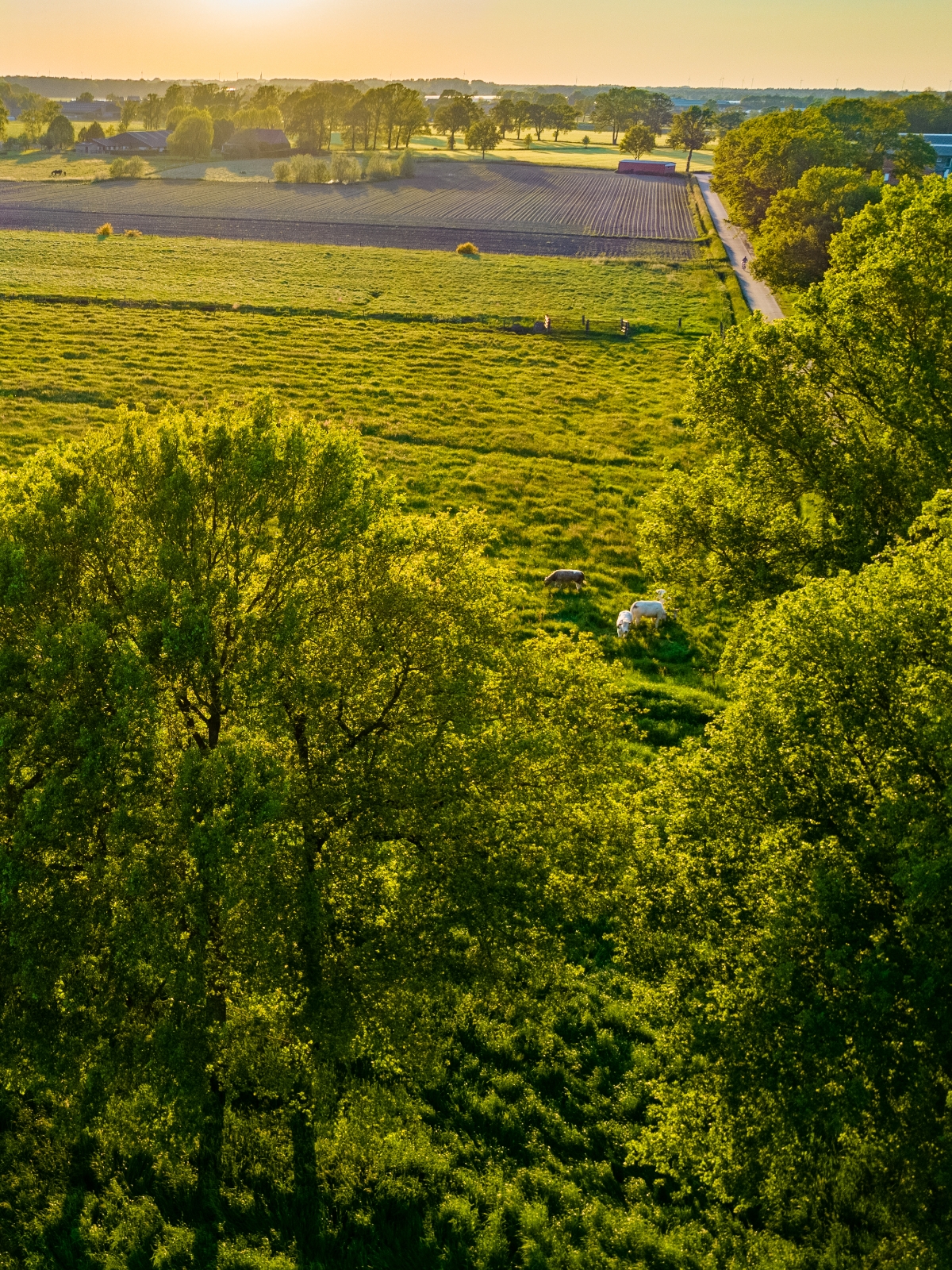 Reportage: de toekomst van onze Belgische bossen